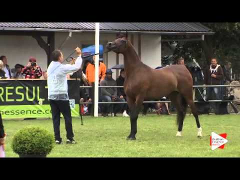 N.134 GHAZALAT AL KHALEDIAH - Ströhen 2015 B-Show - Mares 4 to 6 years old (Class I)