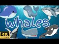 Learning Video About Whales For Kids Amazing Whale Facts For Kids Fun Educational Whales Video