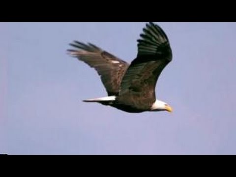 American Bald Eagle In Flight