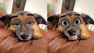 ?Cute Pets And Funny Animals Compilation #23