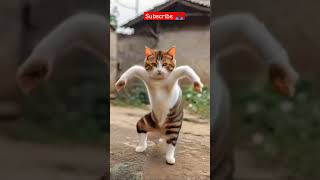 Download lagu Billa dance start 😂 #comedy #shorts #cat mp3