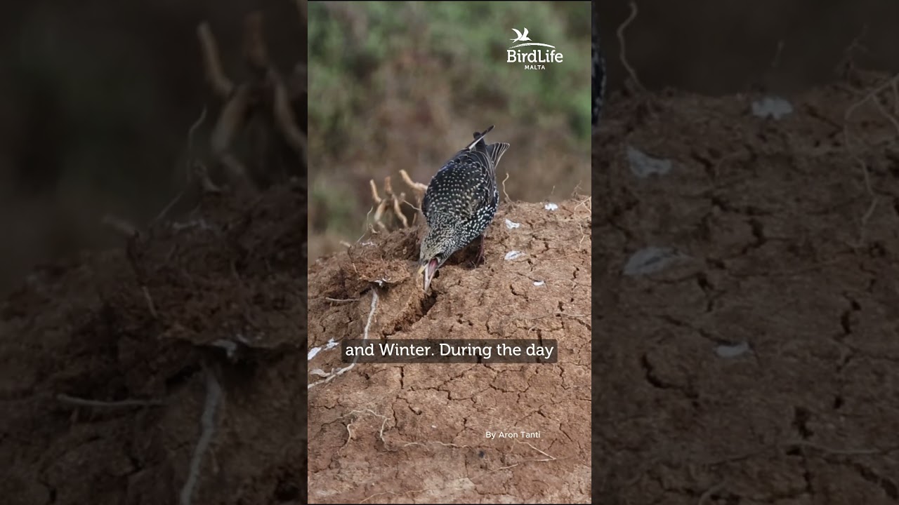 ✨ The Common Starling (Sturnell), a clever, sociable bird full of surprises! 🐦