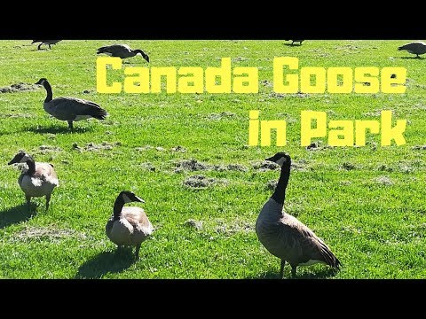 , title : '🦢 Canada Goose Walking in Park | Free Canadian Geese Walking in Park in Ottawa Canada'