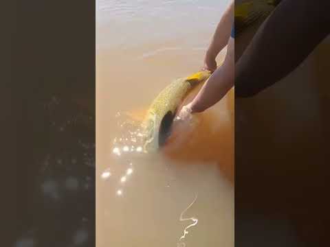 CABAÑAS NAHUEL EN PUERTO YERUA EXPLOTA DE DORADOS.#fishing #pesca #fish #rio #lancha #dorados