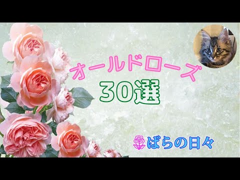 園芸 オールドローズの茂み