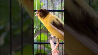 Download lagu Kenari gacor emosi #kenari #kenarigacor #canary #canarias #canario #birds #shorts #shorts mp3