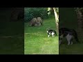 Owl Intimidates Cat With Impressive Display ViralHog