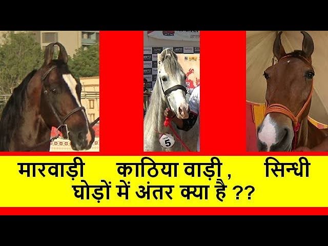 Video Pronunciation of Marwadi in English Video Pronunciation of Marwadi in English