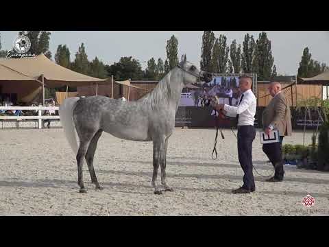 N.71 ATAKAMA - European Championship 2020 - Prague - Mares 4-6 Years Old (Class 8)