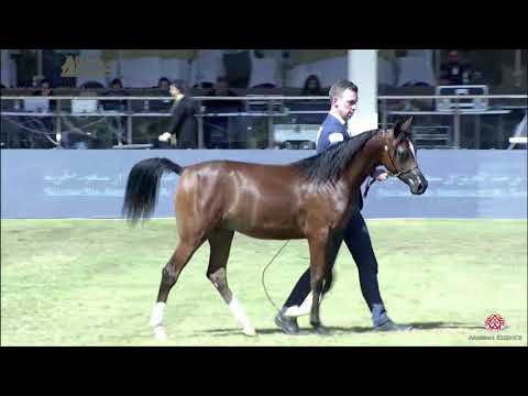N.151 HAJAD JUMRAN - 2020 PSAIAHF Al Khalediah Show - Yearling Colts (Class 4C)