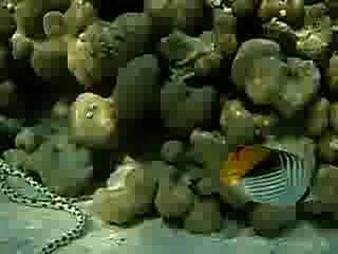 Snake on the reef