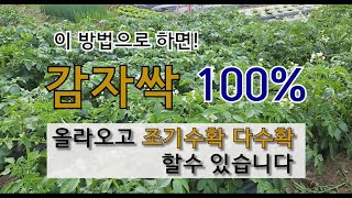 감자싹 100% 올라오고 조기 수확 다수확 할 수 있습니다 #감자 가꾸기 #감자 심는 시기 #감자 잘 자라는…