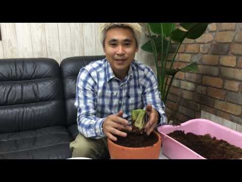 アマリリスを鉢に植える時期