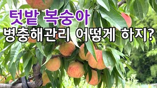 텃밭 복숭아 병충해관리 힘드시죠?