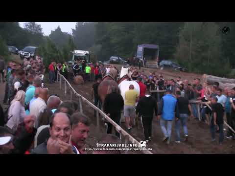 SIMA SIMIĆ ŠAMPION TEŠKE SA OMEROM I ZAMFIROM GOČ KOD ČARAPANA 2023