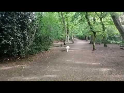 DogWalkersN8 Training with Paula Certified Behaviour Consultant (CBCC-KA) video.