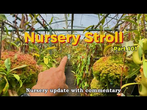 The Ultimate Nepenthes Greenhouse Tour - Update #1