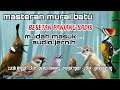 Masteran Murai Batu Full Isian Tembakan Materi Mewah Untuk Burung Lomba