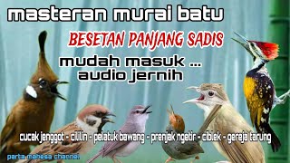 Download lagu Masteran Murai batu Full Isian Tembakan Materi Mewah Untuk Burung Lomba mp3 Download lagu Masteran Murai batu Full Isian Tembakan Materi Mewah Untuk Burung Lomba mp3