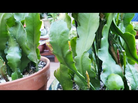 , title : '공작선인장 번식 방법과 키우기 과정《How to propagate & grow Epiphyllum Oxypetalum Orchid Cactus》'