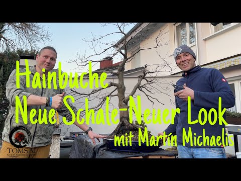 Hainbuche „Die Große“ Neue Schale , neuer Look Bonsai 24/22