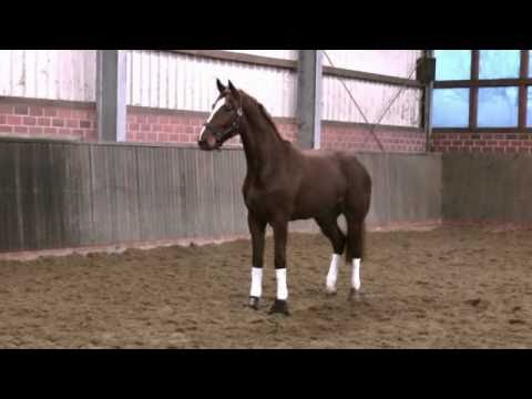 Londontime - Akzent II, geb. 2008