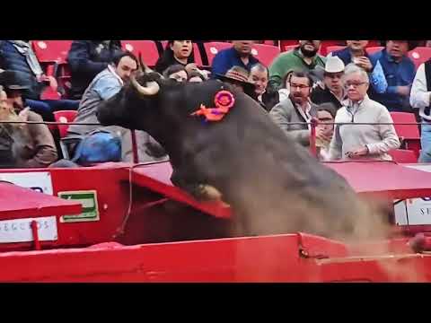 Toro brinca en la Plaza Mexico 19 de enero 2025