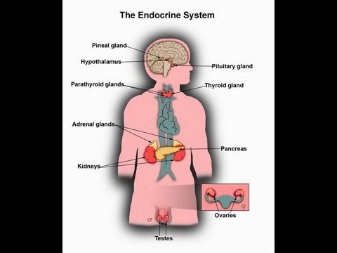 What is Endocrine System function-Major Glands of Human Body
