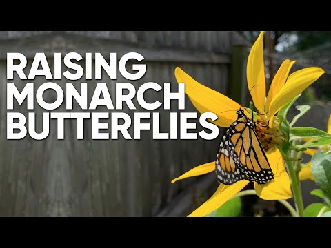 How to Raise, Feed, and Release The Monarch Butterfly