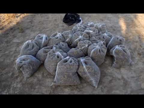 Top News - Delhi në alarm/ Qyteti pushtohet nga karkalecat