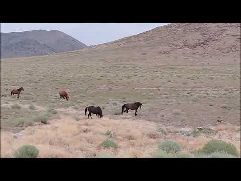 Huayno Historia del caballo negro - Trovador Ancashino