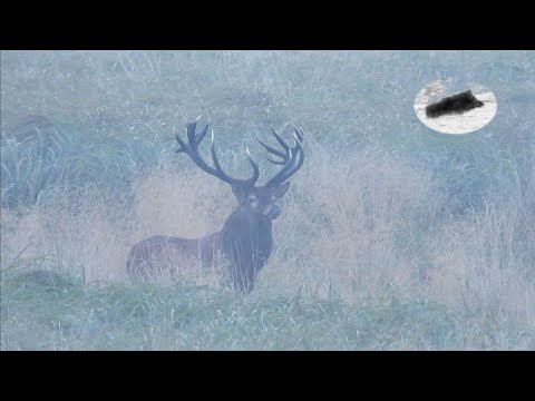 Red stag hunting in September - 10 kg monster