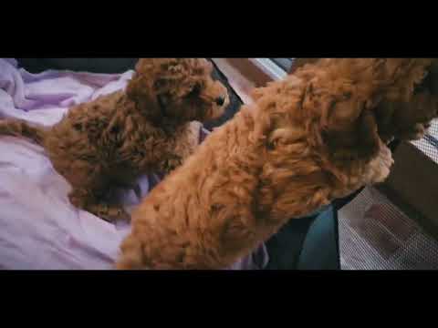 Cavapoo Welpe kaufen