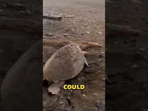 Everyone Thought He Was Pulling A Rock… They Were Wrong 🐢❤️ #shorts