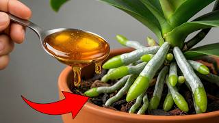 1 Spoon a Week! Suddenly Your Orchid Is Producing New Roots and Flowers All Year Round