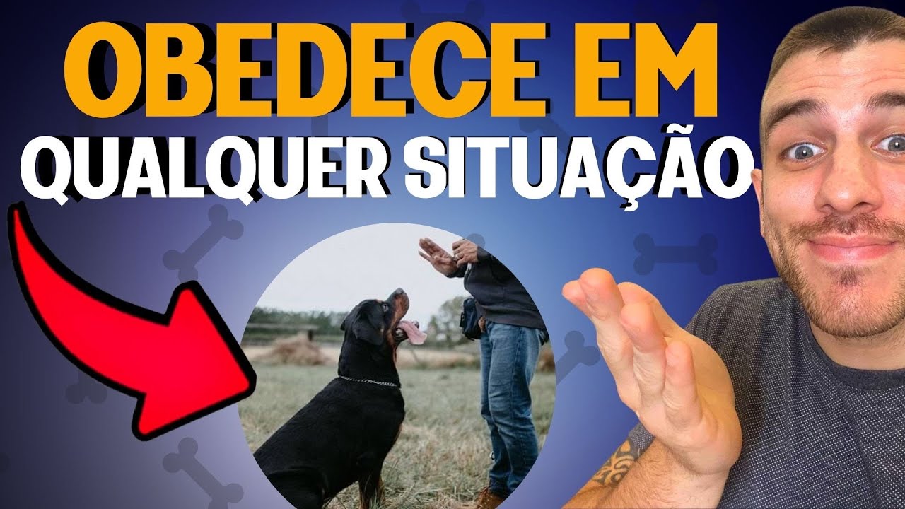 Como Fazer O Cachorro Te Obedecer Em Qualquer Situação