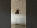 Just A Moth And Cyndi Lauper