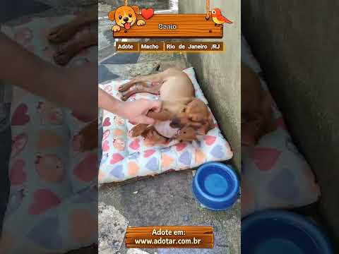 Vídeo de Bento 