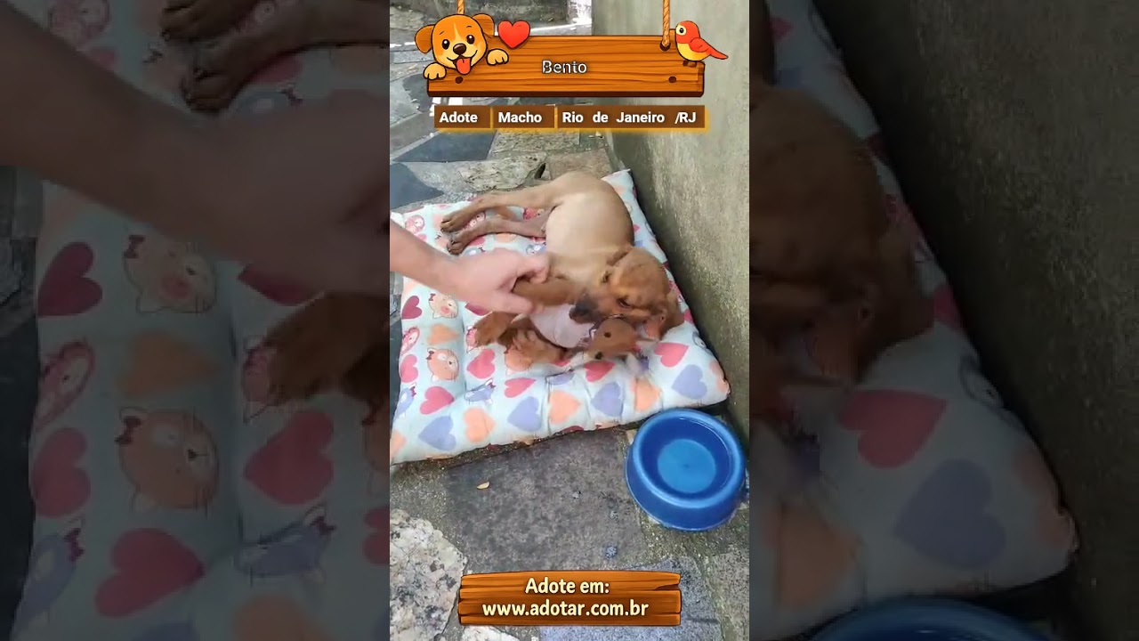 Cachorro raça SRD-ViraLata idade 2 a 6 meses nome Bento 