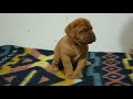 Dogue de Bordeaux welpen kaufen