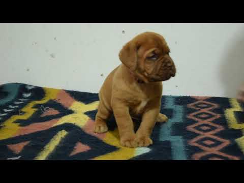 Dogue de Bordeaux Welpe kaufen