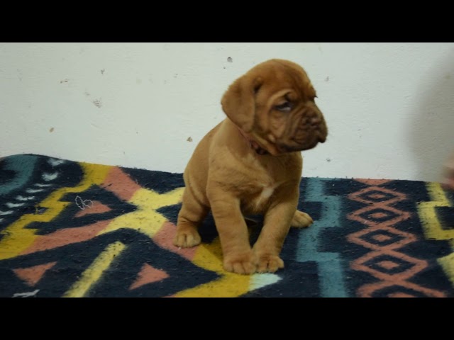 Dogo de Burdeos cachorro en venta