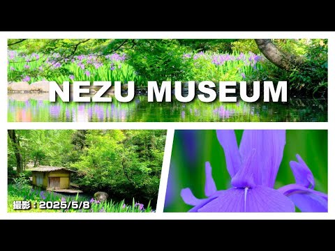 2025国宝・燕子花図屏風/新緑/カキツバタ/【根津美術館】（東京都港区）[4K]