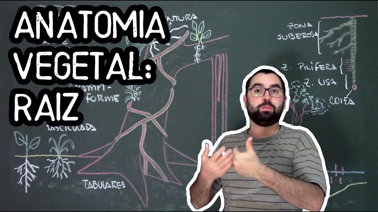 O Que é Anatomia E Botânica