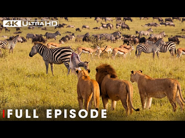 African Savannah | From Deserts to Grasslands | FULL EPISODE | Wildlife Documentary SDDEFAULT Thumbnail