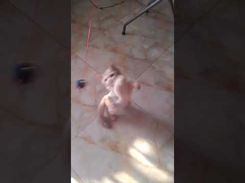 Cherry is playing with her toy