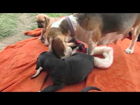 Puggle Mops x Beagle