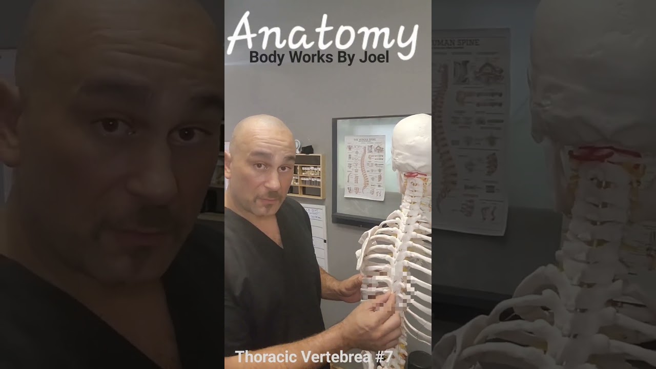Anatomy: (T7) Thoracic Vertebrea #7