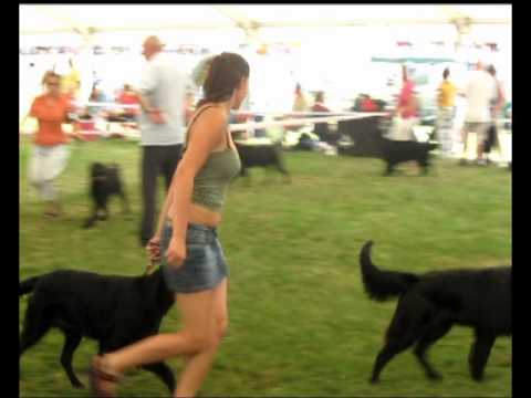 Česká Národní výstava psů - Mladá Boleslav 17.7.2010