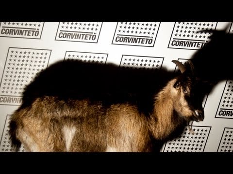 5 éves a Corvintető